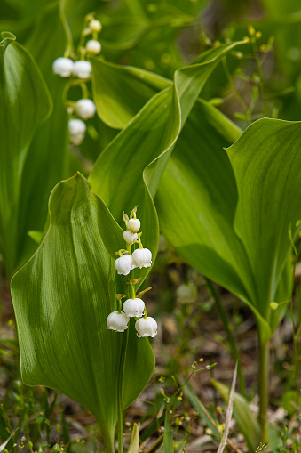 Lily of the Valley with bokeh background at summer evening in Finland