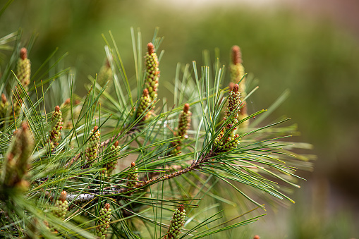 pine tree