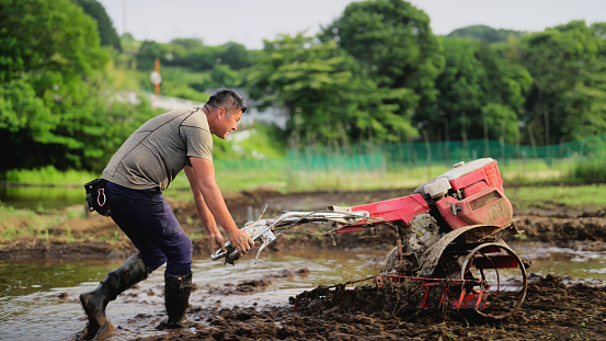 A male farmer using a two wheel hand tractor in rice field