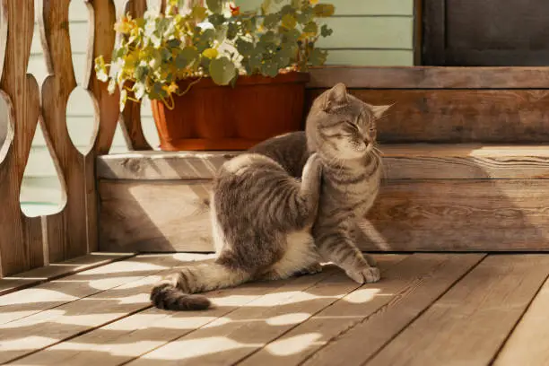 Photo of Flea cat itching its neck with paw on porch in outdoors