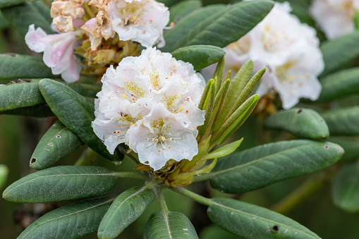 Herbs that are said to be effective for ten thousand diseases. Rhododendron brachycarpum, white flowers