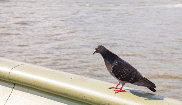 istock An European Pigeon 1495295156