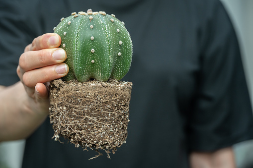 Repotting refreshes the nutrients in the soil.