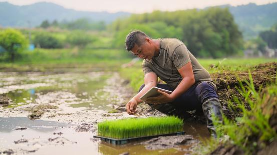 A female farmer is using a digital tablet in a rice farming field.