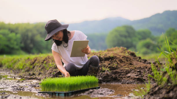 agricoltrice che utilizza la tavoletta digitale nel campo della coltivazione del riso - independence business women manual worker foto e immagini stock