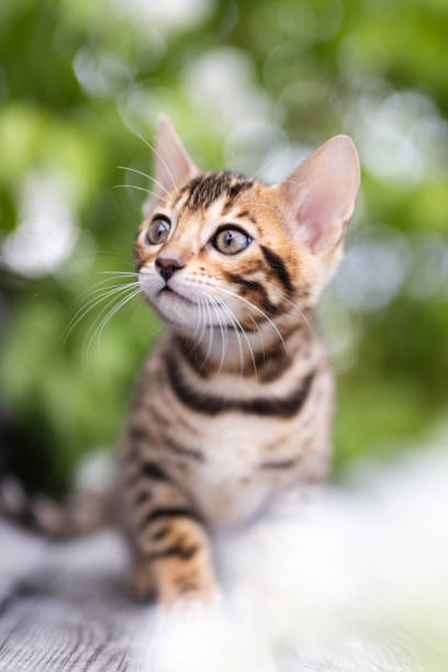 istock A cute kitten with green background outdoors 1495300837