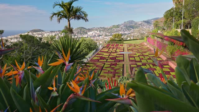 Gorgeous sunny view of the diverse vegetation of the island Madeira and Funchal city. Camera moves between colorful flowers in botanical garden of Funchal, Madeira