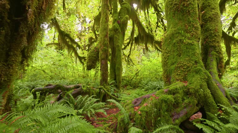 Rain forest in Olympic National Park, Washington, United States. Camera moves along  path among trees overgrown with moss and bushes.  4K gimbal shot