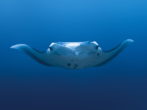 The photograph captures a breathtaking moment as a giant manta ray approaches in the Maldives. The image showcases the immense size and grace of this magnificent creature as it glides through the azure waters.\n\nThe manta ray's wingspan dominates the frame, spanning an impressive distance and captivating the viewer's attention. Its sleek and streamlined body appears weightless as it moves effortlessly through the water, creating a sense of awe and wonder.\n\nThe photograph portrays the manta ray's distinct features, including its triangular-shaped head and large, forward-facing mouth. The rows of tiny, filter-feeding gill slits on the underside of its body are also visible, emphasizing its role as a gentle filter feeder.\n\nThe manta ray's dark upper body contrasts beautifully with its lighter underside, adding to its visual appeal. Its skin texture can be observed, featuring a pattern of unique markings and spots that make each manta ray identifiable and truly individual.\n\nThe surrounding underwater environment of the Maldives provides a stunning backdrop, with vibrant coral reefs and a tranquil blue sea, enhancing the overall sense of serenity and natural beauty.\n\nThis photograph offers a captivating glimpse into the extraordinary world of giant manta rays in the Maldives. It showcases their majestic presence and reminds us of the wonder and marvel that can be experienced while exploring the depths of our oceans.