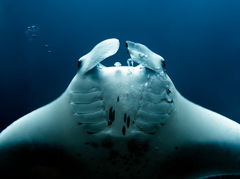The photography captures a mesmerizing moment of a giant manta ray in the Maldives, delightfully engaging with bubbles. The image conveys a sense of tranquility and elegance as the manta ray gracefully interacts with the underwater environment.

The immense size of the manta ray is beautifully showcased, with its expansive wingspan stretching wide. The contrast between light and dark tones in the black and white composition emphasizes the ray's majestic presence.

The manta ray appears to revel in the bubbles created by divers, as if playfully dancing amidst the floating orbs. Its sleek body and undulating movements exude a sense of joy and freedom.

The absence of color in the photograph enhances the textures and patterns of the manta ray's skin, allowing the viewer to appreciate the intricacies of its markings and the smoothness of its body.

The surrounding underwater world is depicted in shades of gray, creating a timeless and ethereal atmosphere. The play of light and shadow adds depth and dimension to the scene, enhancing the overall artistic quality of the photograph.

This black and white image offers a unique perspective on the captivating world of giant manta rays in the Maldives. It captures the sheer beauty and grace of these magnificent creatures as they interact with their underwater surroundings, leaving viewers in awe of the wonders that lie beneath the surface of the ocean.