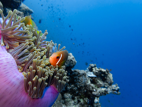 The Maldivian clownfish, also known as the anemonefish, is beautifully captured in this image as it interacts with its anemone sanctuary. The vibrant colors of the clownfish create a striking contrast against the backdrop of the coral reef.

The clownfish, with its bright orange body adorned with distinct white stripes, confidently maneuvers through the delicate tentacles of the anemone. Its small size and flattened shape enable it to navigate effortlessly within the protective embrace of its host.

The anemone, displaying a mesmerizing array of colors ranging from shades of purple to hues of green and pink, offers both shelter and sustenance to the clownfish. The anemone's tentacles not only provide protection from predators but also offer a food source through mutualistic symbiosis.

The photograph captures the intricate relationship between the clownfish and its anemone. The clownfish finds refuge within the anemone, while in return, it helps the anemone by attracting prey and providing nutrients through its waste.

This image showcases the enchanting beauty of the Maldivian clownfish as it thrives in harmony with its anemone partner, exemplifying the delicate balance and interdependence found in the underwater world of the Maldives.