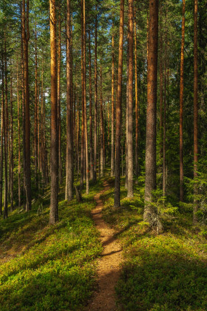 istock Walking path in a pine forest in Sweden 1495302791