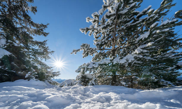 istock Winter forest in Seefeld, Austria 1495304153