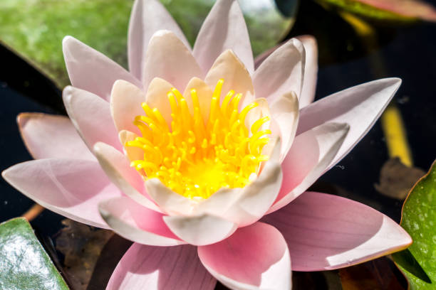 istock Pink water lily in the pond 1495304365