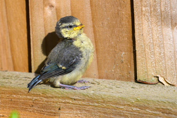 istock Baby blue tit bird 1495305652