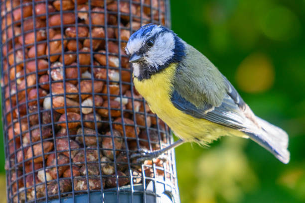 istock Adult blue tit bird 1495305654