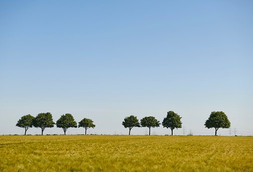Eight trees in a row and fresh wheat field.