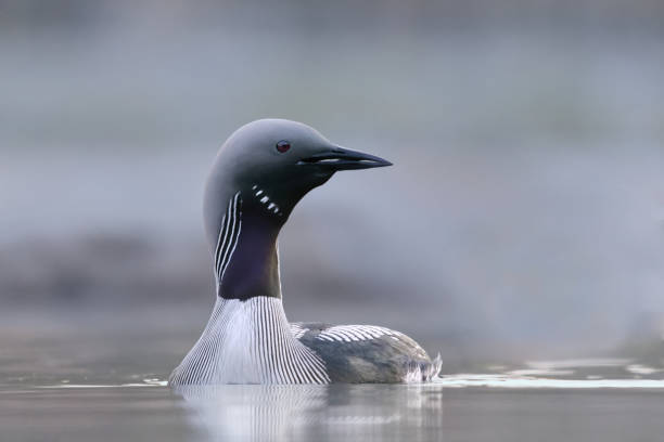 Black-throated loon, arctic loon or black-throated diver (Gavia arctica) closeup swimming in a lake in spring. Black-throated loon, arctic loon or black-throated diver (Gavia arctica) closeup swimming in a lake in spring. arctic loon stock pictures, royalty-free photos & images