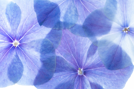 blue and purple hydrangea flower backlit background texture. fresh and perfect flowers and petals
