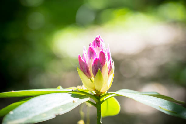 Beautiful Rhododendron Purpureum in the park