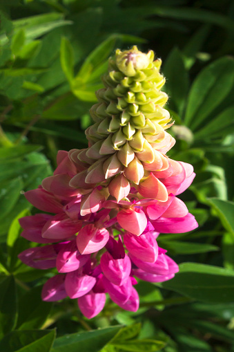 Closeup of the growing pink flower of a garden lupine plant