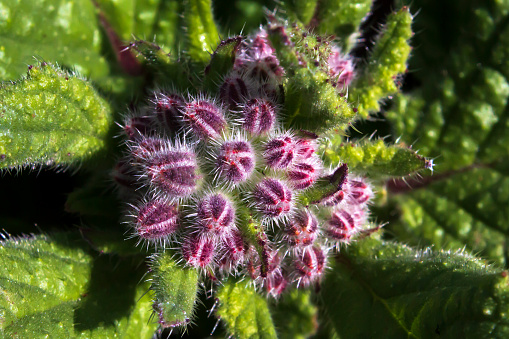 Closeup of the purple flower buds of a bee plant