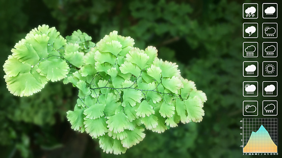 Weather forecast presentation and report background with image of adiantum fern show freshness environmental atmosphere in outdoor garden.