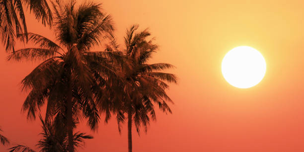 Silhouette artistic effect image of many palm trees on summer evening twilight sky and full circle sun for travel presentation and report background. stock photo