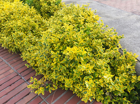 colorful bush with small yellow leaves close up