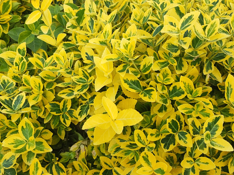colorful bush with small yellow leaves close up