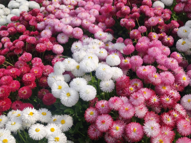 hybrid daises in blossom