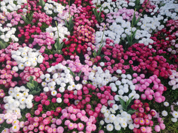hybrid daises in blossom