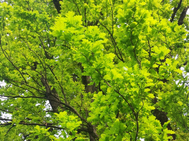 oak tree in the spring