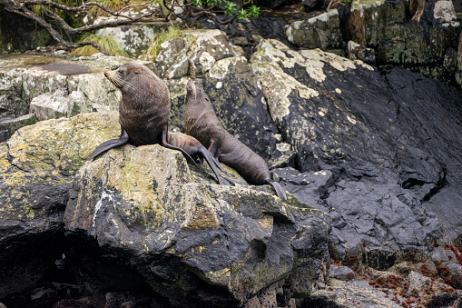 Two seals relax on a rocky shore, enjoying the sun and the scenery.. The background shows fjord and mountains, creating stunning contrast with grey and brown tones of the rock and the seals fur.