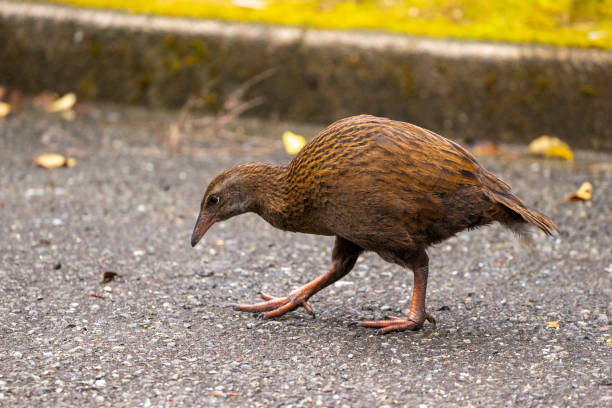 istock A weka bird gracefully walks on gravelly ground, showcasing its distinct features and blending with the natural surroundings 1495311806