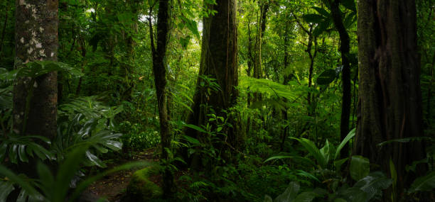 istock Tropical rain forest in Central America 1495312137