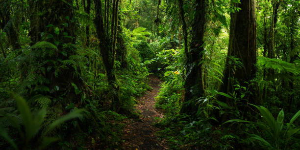 istock Tropical rain forest in Central America 1495312160