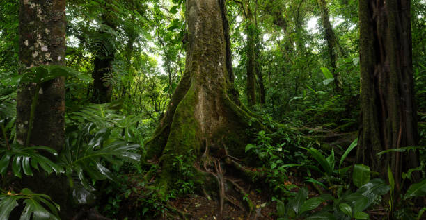 istock Tropical rain forest in Central America 1495312163