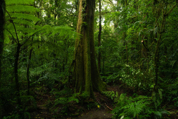 istock Tropical rain forest in Central America 1495312205