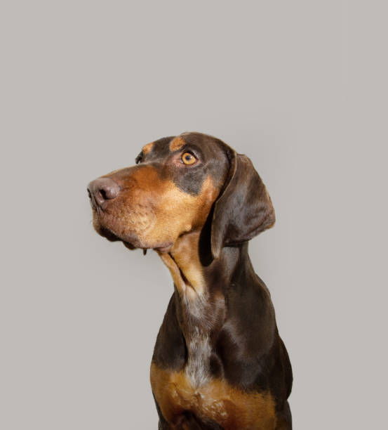 istock Profile doberman pinscher mixed-breed dog looking away with concentrate expression face. Isolated on white gray background 1495314296