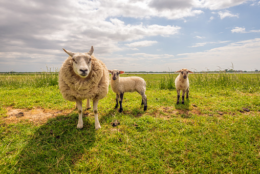 Portrait of a mother sheep posing with her shy two little lambs on the top of a Dutch dike. It is spring but the ewe still has her thick winter coat on.
