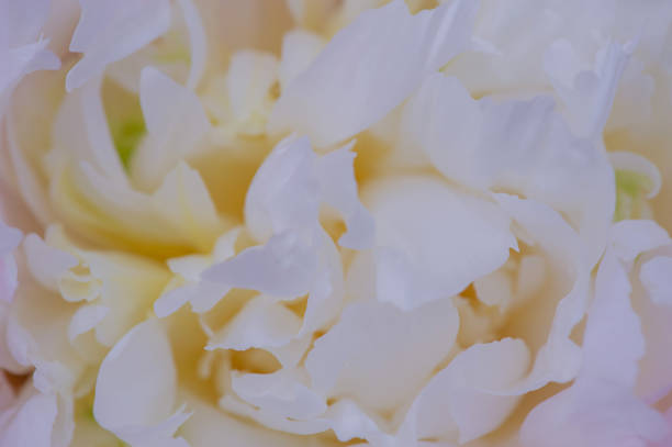 The flower is white as a background. Peony petals macro photo. stock photo