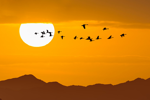 Birds flying against evening sunset environment or ecology