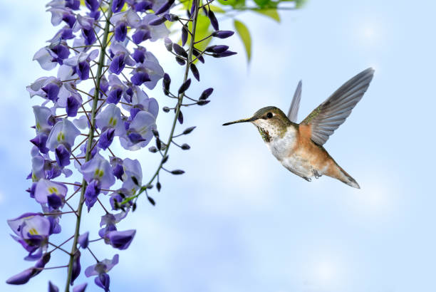 istock Tiny Hummingbird hovering close to purple flowering plant 1495318943