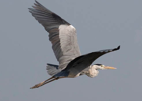 A grey heron soaring through the sky.