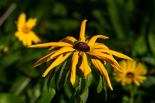 Rudbeckia hirta, commonly called black-eyed Susan, is a North American flowering plant in the family Asteraceae, native to Eastern and Central North America