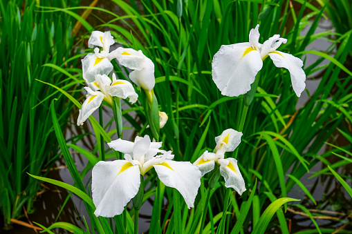 Before the start of the rainy season in May 2023, in Machida City, Tokyo, on the outskirts of the capital, the irises of Yakushi Pond