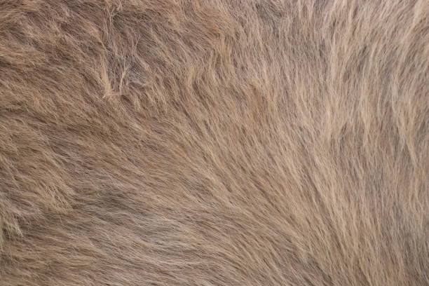 istock Horse hair 1495324346