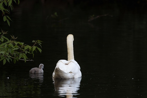 Close up of swan and cygnet swimming in pond