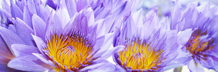 Purple water lily panoramic background